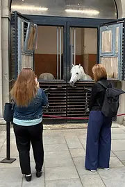 Personen fotografieren ein Pferd