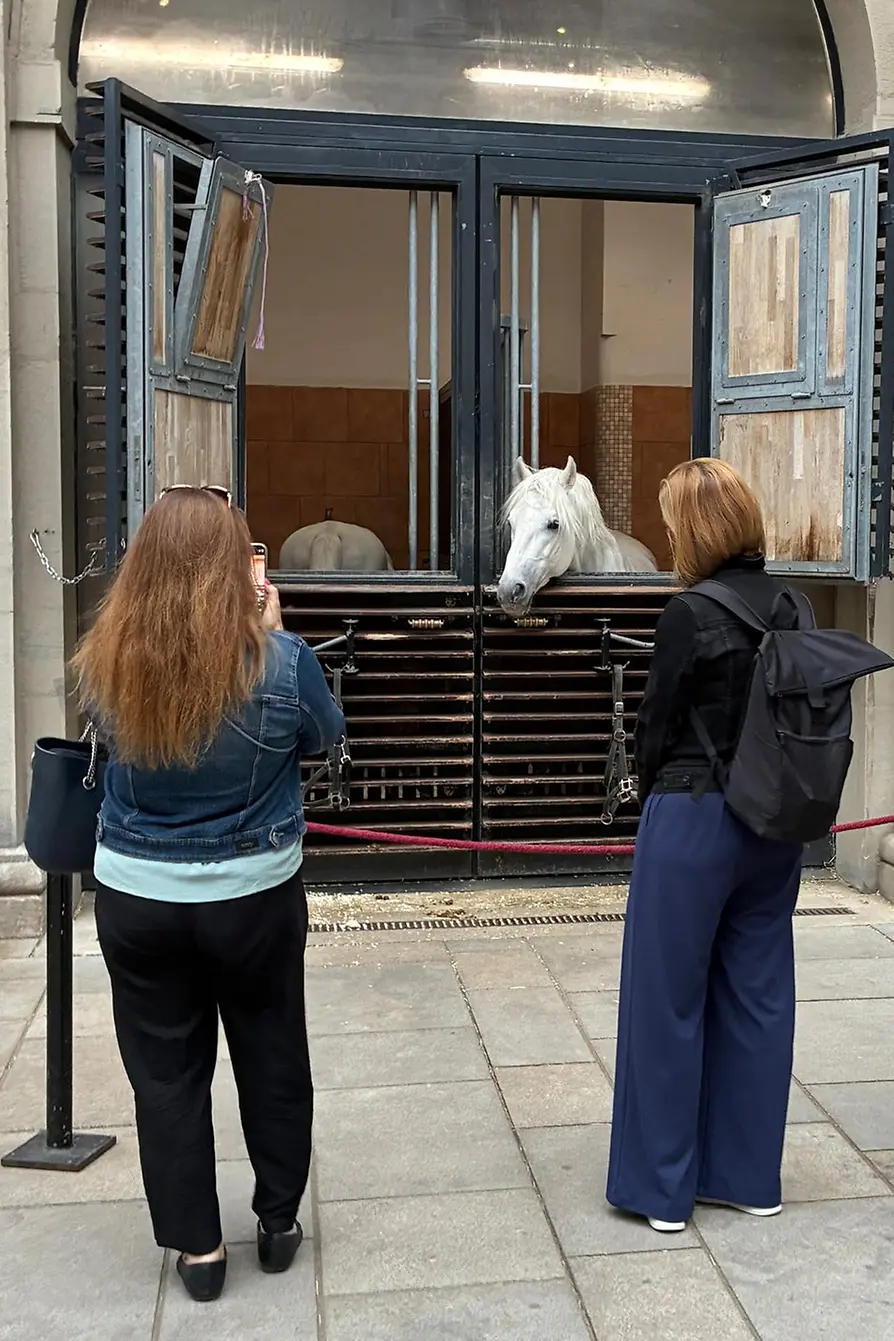 Personen fotografieren ein Pferd