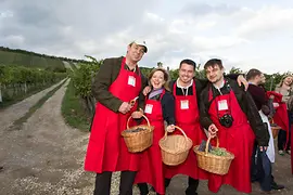 VECI members at the grape harvest