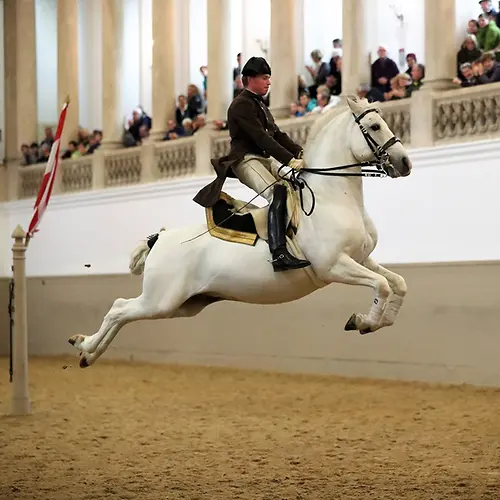Spanische Hofreitschule, Lipizzaner, Reiter im Sprung